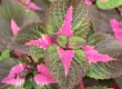 perilla frutescens
